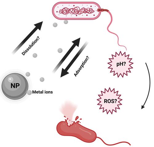 Figure 2 Illustration of possible NP toxicity mechanisms.