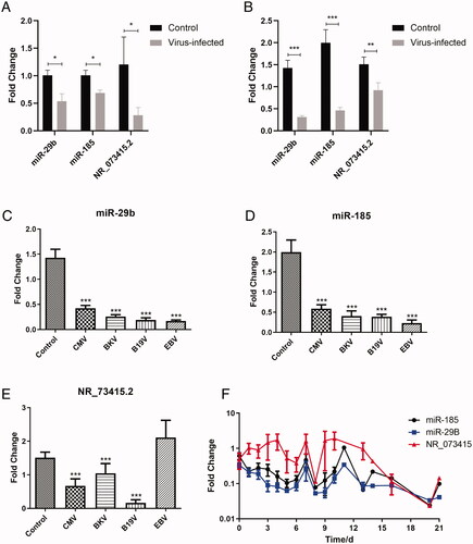 Figure 3. Verification of novel biomarkers for viral infection after organ transplantation. (A) Real-time quantitative PCR validation of differentially expressed miRNAs and lncRNAs in the peripheral blood sample from a murine model of virus infection. (B) Real-time quantitative PCR validation of miR-29b, miR-185, and NR_073415.2 in PBMC from patients with viral infection after organ transplantation. (C) Expression of miR-29b in PBMC from patients with CMV, BKV, B19V, and EBV infection. (D) Expression of miR-185 in PBMC from patients with CMV, BKV, B19V, and EBV infection. (E) Expression of NR_073415.2 in PBMC from patients with CMV, BKV, B19V, and EBV infection. (F) Dynamic monitoring of the expression of miR-29b, miR-185, and NR_073415.2 in PBMC of virus-infected patients after organ transplantation. *p < .05, **p < .01, ***p < .001.