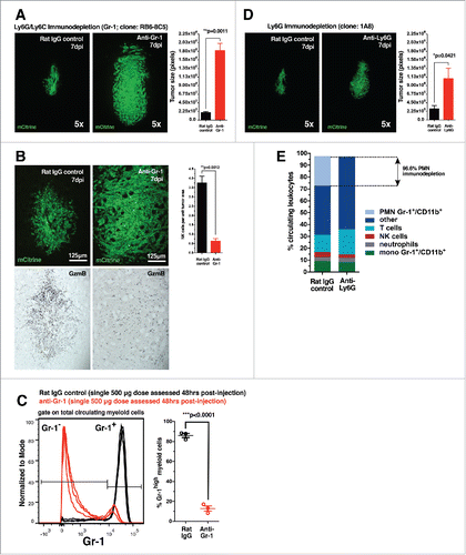 Figure 4. Gr-1 immunodepletion permits GL26-gal1i tumor growth in RAG1−/− mice. (A) Representative fluorescence micrographs of GL26-gal1i gliomas 7-d post-engraftment into the striatum of RAG1−/− mice treated with rat IgG control antibodies (left; n = 3) or anti-Ly-6G/Ly-6C (i.e., Gr-1) antibodies (clone: RB6-8C5) (right; n = 3). Quantification of brain tumor size (in pixels) in each treatment group is shown to the right. (B) Representative fluorescence micrographs of GL26-gal1i gliomas 7-d post-engraftment into the striatum of RAG1−/− mice treated with rat IgG control antibodies (left; n = 3) or anti-Ly-6G/Ly-6C (i.e., Gr-1) antibodies (clone: RB6-8C5) (right; n = 3). Quantification of GzmB expression per unit tumor area (in pixels) in each treatment group is shown to the right. (C) Immunodepletion of Gr-1+ cells in RAG1−/− mouse blood in response to a single 500 μg dose of the RB6-8C5 clone. (D) Representative fluorescence micrographs of GL26-gal1i gliomas 7-d post-engraftment into the striatum of RAG1−/− mice treated with rat IgG control antibodies (left; n = 3) or anti-Ly-6G-specific antibodies (clone: 1A8) (right; n = 3). Quantification of brain tumor size (in pixels) in each treatment group is shown to the right. (E) Stacked bar graph showing the breakdown of total circulating leukocytes in RAG1−/− 24-h after a single 600 μg dose of the anti-Ly-6G 1A8 clone.