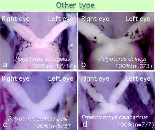 Figure 8.  Ancestral fishes of subclass Branchiopterygii showed a “fused” type chiasm, in which no fasciculations of the optic nerves were observed at the chiasmic point.