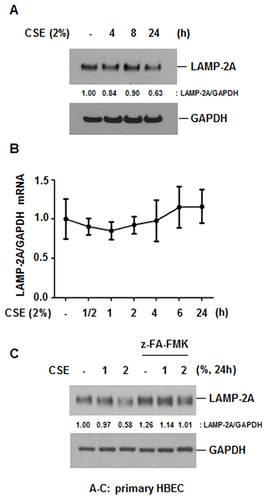 Figure 4 CSE degrades LAMP-2A via the lysosomal pathway. (A and B) Primary HBECs were treated with CSE (2%) for the indicated times. Total cellular extracts were subjected to Western blot analysis for LAMP-2A and GAPDH. The expression of LAMP-2A mRNA was measured by quantitative real-time PCR. Data were normalized to the expression of GAPDH. Data represent the mean ± SD. (C) HBECs were pretreated with z-FA-FMK (50 μM) for 1 h and then stimulated with CSE (1 or 2%) in the presence or absence of z-FA-FMK for 24 h. Total cellular extracts were subjected to Western blot analysis for LAMP-2A and GAPDH. Gel data were quantified using Scion image densitometry.