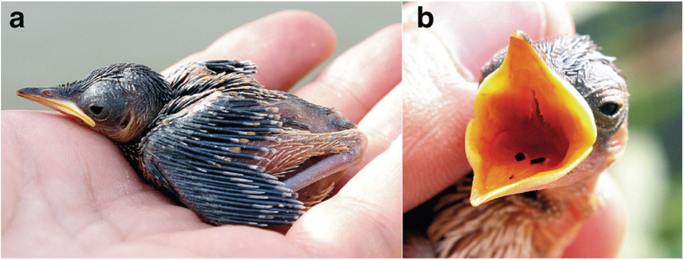 Figure 4 Basra Reed Warbler: (a) 7-8 days old young; (b) tongue spots.