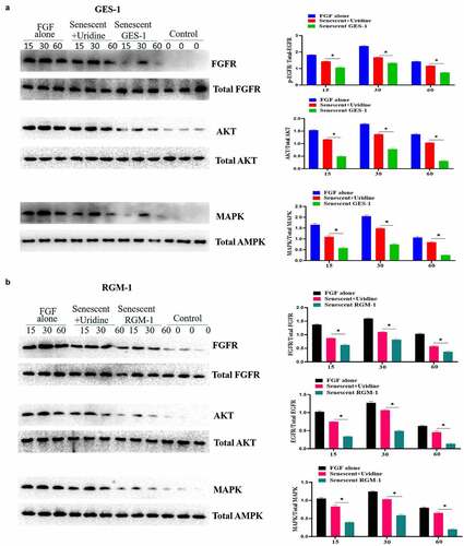 Figure 5. Uridine treatment partially restored the signaling ability of FGF. GES-1 and RGM-1 cell were stimulated with FGF (30 ng/ml) for the indicated time point. Then, the cell lysate was used to lyse the cells, and then the cell lysate was centrifuged at 10,000 RPM/min for 10 min. the precipitate was discarded and the supernatant was collected. The cell concentration was measured by BCA method. The samples were separated by SDS-PAGE and transferred to PVDF membrane. After washing twice, the membrane was sealed with 5% BSA at 37°C for 2 h. After washing, the primary antibody was added and incubated for 12 h at 4°C. After washing, the secondary antibody was added and incubated for 2 h. After washing, the immunoprotein bands were detected by ECL kit.