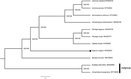 Figure 1. The ML phylogenetic tree based on 11 whole genomes. The numbers at the notes are SH-aLRT support (%)/ultrafast bootstrap support (%) from 1000 replicates. The black dot indicates Hippuris vulgaris.
