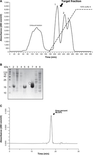 Figure 2 Chromatogram of dimeric thymosin beta 4 (DTβ4) purification and high-performance liquid chromatography identification. (A) Chromatogram of hydrophobic interaction chromatography purification. DTβ4 was detected in the first elution fraction. (B) Sodium dodecyl sulfate polyacrylamide gel electrophoresis identification of each step during purification (1: molecular ladder; 2: DTβ4 expression after isopropyl β-D-1-thiogalactopyranoside induction; 3: without isopropyl β-D-1-thiogalactopyranoside; 4: the precipitation of 50% ammonium sulfate; 5: the supernatant of 50% ammonium sulfate [loading sample of hydrophobic interaction chromatography]; 6: unbounded elution; 7–9: elution fractions). The arrow indicates purified DTβ4 in the first elution. (C) High-performance liquid chromatography identification of the first elution.