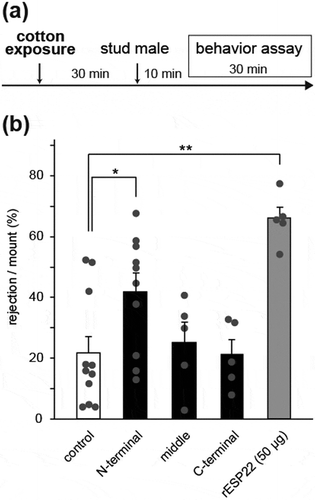 Figure 2. The N-terminal ESP22 peptide enhances sexual rejection in virgin female mice.(a) Timeline for sexual behavior assays using adult female mice pre-exposed to a synthetic ESP22 peptide or control buffer. (b) Quantification of the sexual behaviors of control buffer-, ESP22 peptide (500 µg)-, and recombinant ESP22 (rESP22)-exposed female mice. Each dot represents data of an individual female mouse. Control, n = 11; N-terminal peptide, n = 10; middle peptide, n = 5; C-terminal peptide, n = 5; rESP22 (50 µg), n = 5. Error bars, S.E.M. **p < 0.01 and *p < 0.05 by non-repeated measures ANOVA with Dunnet correction.