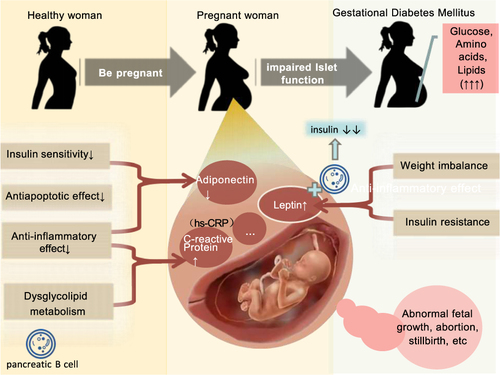Figure 1 Mechanisms of gestational diabetes mellitus.