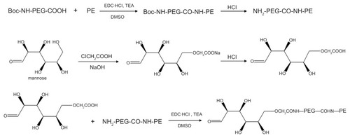 Figure 1 General reaction scheme for synthesis of the mannosylated polyethylene glycol-phosphatidylethanolamine ligand.Abbreviations: Boc, butyl carbonyl; PE, phosphatidylethanolamine; PEG, polyethylene glycol; DMSO, dimethyl sulfoxide; TEA, triethylamine.