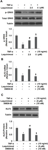Figure 7 The effects of laquinimod in promoting the expression of KLF2 are dependent on ERK5. (A). Laquinimod restored TNF-α-induced dephosphorylation of ERK5. Cells were stimulated with TNF-α (10 ng/mL) in the presence or absence of laquinimod (2.5, 5 μM) for 24 h. Phosphorylation of ERK5 was measured Western blot analysis. (B,C). Blockage of ERK5 abolished the effects of laquinimod on KLF2 expression. Cells were treated with TNF-α (10 ng/mL) in the presence or absence of laquinimod (5 μM) or the ERK5 inhibitor XMD8-92 (10 nM) for 24 h. mRNA and protein levels of KLF2 were measured (*, #, $ P<0.01 vs previous column group).