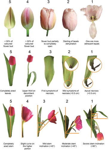 Figure 1. Graphic description of the evaluations performed on tulip flowers, leaves and stems during vase life.