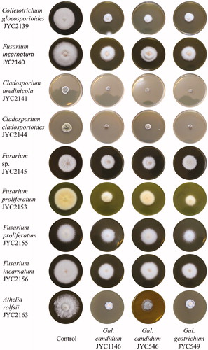 Figure 1. Mycelial growth of the phytopathogenic fungi under the effects of VOCs secreted from the three Galactomyces yeast strains.