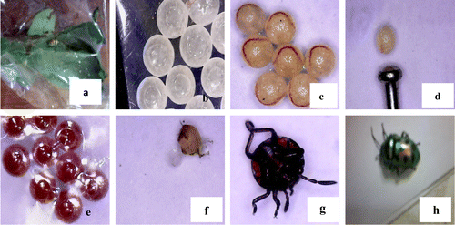 Figure 3. Life stages of eggs of Jewel bug (C. stolli) collected from the leaves of S. alata reared in laboratory. (a) adult bugs in the polythene bag, (b) eggs collected from wild, (c) embryo development inside eggs, (d) size of egg (pin head for comparison), (e) fully developed embryo, (f) nymph just come out from embryo sac, (g) nymph of jewel bug, (h) adult bug C. stolli.