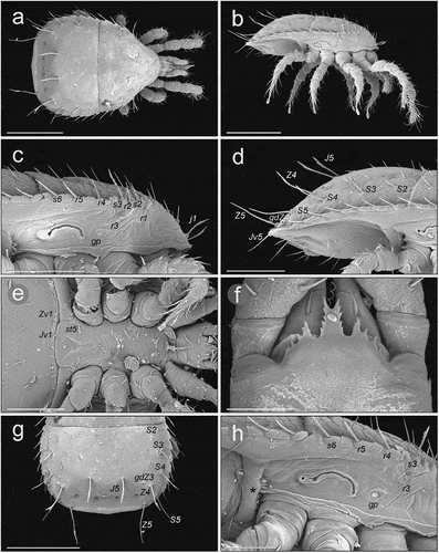 Figure 6. SEM (Scanning Electron Microscopy) micrographs of a female Zercon hamaricus. (a) dorsal habitus; (b) lateral habitus; (c) anterior part of idiosoma, lateral view; (d) posterior part of idiosoma, lateral view; (e) sternal region; (f) epistome; (g) opisthonotum, dorsal view; (h) peritrematal region, lateral view (*post-coxal cuticular spines). Scale bars (µm): a, b, g = 200; c–e = 100; f = 25; h = 50.