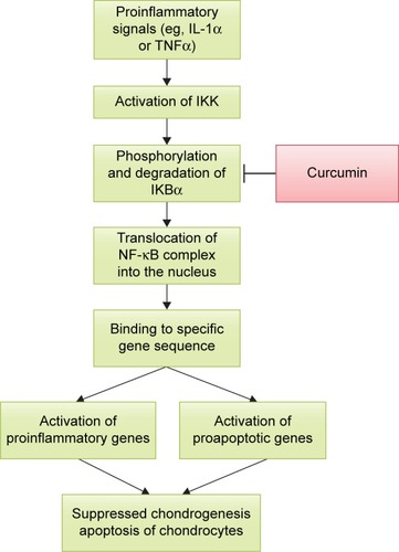 Figure 2 The action of curcumin on NF-κB pathway.