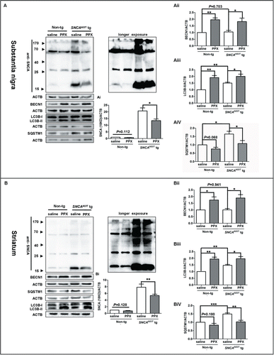 Figure 7. PPX administration increases autophagy and ameliorates SNCA accumulation in the nigrostriatal pathway of SNCAA53T tg mice. SNCAA53T tg (12 to 15 mo old) and age-matched non-tg mice were intraperitoneally injected with PPX or saline at 0.5 mg/kg twice daily for 3 wk. The protein levels of SNCA, LC3B, BECN1 and SQSTM1 in the SN (A) and the Str (B) were subjected to western blot analysis for shorter or longer exposure time as specified. Molecular mass markers are indicated on the left of the blots. One-sample t test and Student t test. N=5 mice for each group. *, P<0 .05; **, P<0 .01; ***, P<0 .001.