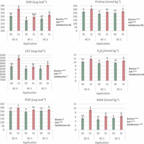 Figure 1. Effects of biochar application on SOD, CAT, POD activities and proline, H2O2, MDA contents of tomato with and without salt stress. Bars with the same letter do not differ at p ? 0.05 level (Duncan’s multiple range test). Summary of two-way MANOVA for effects of salinity (S), biochar (BC), and their interaction: *Significant at p < 0.05; **Significant at p < 0.01; ***Significant at p ? 0.001; NS: nonsignificant.