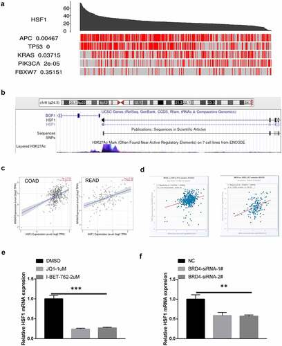 Figure 4. The effect of driver genes and super-enhancer on HSF1 expression. (a) The correlation between HSF1 expression and driver genes in COAD using the TCGA portal. (b) Analysis of H3K27ac signal in the transcription initiation site (TSS) of HSF1 by UCSC database. (c and d) The correlation between HSF1 and BRD4 expression in TIMER2 and Starbase database. (e) The effect of BRD4 inhibitor on HSF1 expression. (f) The effect of BRD4 knockdown on HSF1 expression.