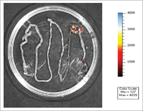 Figure 1. Lactobacillus plantarum 423 dam::cat-mCherry cells expressing the red fluorescent mCherry gene in the GIT of mice ex vivo. The color bar indicates the relative signal intensity measured as photons/sec/cm-2/sr. Image modified from van Zyl.Citation52