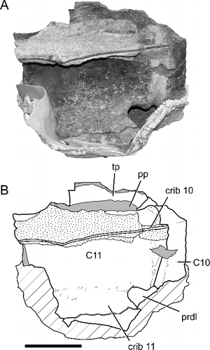 Figure 9. BIBE 45854, Alamosaurus sanjuanensis A, cervical vertebra 11 in ventral view at an incomplete stage of preparation; segment of thin, right cervical rib 10 visible embedded in sediment ventral to centrum. B, interpretive line drawing of view in A; solid grey fill indicates broken bone surface; stippling indicates rock; diagonal cross-hatching indicates temporary support jacket constructed during preparation. Abbreviations: C10, posterior rom of centrum of cervical vertebra 10; C11, cervical vertebra 11; crib10, part of shaft of right cervical rib 10; crib 11, main body of left cervical rib 11; pp, parapophysis; prdl, prezygodiapophyseal lamina; tp, transverse process. Scale bar = 20 cm.