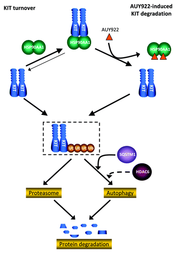 Figure 6. Scheme of KIT protein degradation pathway. Ub, ubiquitin