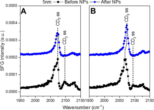 Figure 3 SFG spectra in the CD region of (A) LC+LE monolayer and (B) a LC monolayer before and after the injection of 5 nm AuNPs. The black squares show the lipid monolayer before NPs were injected. The blue circles show the lipid monolayer and NP interaction after 4 h. The symmetric CD3 stretch is at 2075 cm−1 with the symmetric CD2 stretch at 2100 cm−1. The symmetric CD2 peak disappears after NP injection for both LC (A) and LC+LE (B) monolayers indicating the NPs pushed the lipid tails into a trans conformation.