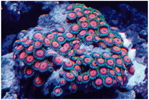 Figure 1. Zoanthid corals from the patient’s home aquarium which he attempted to eradicate prior to the onset of his symptoms. Photo: Paige Wood, reproduced with permission.