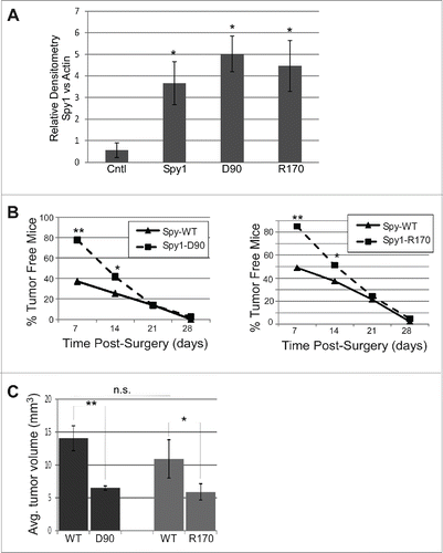 Figure 5. Direct binding to both p27 and Cdk2 is required for Spy1-mediated tumorigenesis. Cleared mammary fat pads were transplanted with cells expressing Spy1-WT (WT) on the left and either Spy1-R170 (R170) or Spy1-D90 (D90) on the right. (A) Lysates from a subset of cells transplanted were blotted with Spy1 and Actin and quantified by densitometry over 3 individual experiments; Spy1 levels were normalized to actin. Spy1-WT samples were pooled together and results are compared to Control infected HC11 cells (Cntl). Error bars represent SEM. *p < 0.05. (B) Graphic depiction of the percent of mice remaining free from palpable tumors at time points following transplantation with Spy1-WT and Spy1-D90 (right panel) and Spy1-WT and Spy1-R170 (left panel). Treatments occurred in groups of 3 using 3 separate colonies of infected cells. Total sample size = 45. Mann-Whitney, and Wilcoxon Matched Pairs Tests were performed (**p < 0.01; *p < 0.05). (C) Total average tumor volume (length x width x height) over 45 mice transplanted with either R170 or D90 (right gland) and Spy1-WT (left gland) from 3 separate infections are depicted.**p < 0.002; *p < 0.05, n.s = not significant.