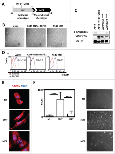 Figure 1. TNF-α and TGF-β1 combination induced A549 EMT in a reversible manner. (A) Pipeline of EMT induction and reversion (MET) in A549 cells. Cells were treated for 5 days with TNFα/TGF-β1 and then the cytokines were removed during the 5 next days (arrows) (B) Lung cancer cells A549 were observed on the fifth day of adherence with or without TNFα/TGF-β1 treatment under the microscope (40X magnification). To observe the cells undergoing MET (mesenchymal epithelial transition), the cytokines TNF-α and TGF-β1 were removed during the next 5 days. (C) Expression of epithelial marker E-CADHERIN and mesenchymal marker VIMENTIN in A549 after treatment with TNF-α and TGF-β1 were measured by Western-Blotting. One or two weeks after the removal of cytokines, expressions of E- CADHERIN and VIMENTIN were tested again. (D) EPCAM staining measured by FACS after treatment with TNF-α and TGF-β1, as well as, after the removal of cytokines during the next five days. The experiments in panels B, C and D were realized 4 times with similar results. (E) Representative staining of F-Actin using Rhodamine Phalloidin in A549 treated or not with TNF-α/TGF-β1. Nuclei were stained with DAPI. (F) The change in the invasive capacity of A549 with or without TNFα/TGF-β1 treatment was measured using Matrigel system. This experiment was performed in duplicate, and repeated 3 times (left: quantification; right: representative pictures).