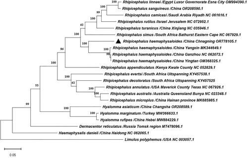 Figure 3. Phylogenetic tree of Rhipicephalus haemaphysaloides and 20 previously published ixodidae tick species in GenBank based on the nucleotides of 13 PCGs of mitochondrial genomes used the maximum likelihood method by MEGA11.0, the numbers at the nodes are bootstrap values computed using 1,000 replications and General Time Reversible model. The following sequences were used: Dermacentor reticulatus/Russia Tomsk region (Kartashov et al. Citation2020), Rhipicephalus australis/Australia Queensland, Bunya (Burger et al. Citation2014), Rhipicephalus camicasi/Saudi Arabia Riyadh (Chandra et al. Citation2022), Rhipicephalus decoloratus/South Africa Uitspanning (Mans et al. Citation2019), Rhipicephalus evertsi/South Africa Uitspanning (Mans et al. Citation2019), Rhipicephalus linnaei/Egypt Luxor Governorate, Esna City (Šlapeta et al. Citation2022), Rhipicephalus sanguineus/China (Cao et al. Citation2023), Hyalomma asiaticum/China Changsha (Cao et al. Citation2023), Hyalomma marginatum/Turkey (Ciloglu et al. Citation2021), Hyalomma rufipes/China Hebei (Lang et al. Citation2022), Limulus polyphemus/USA (Lavrov et al. Citation2000).