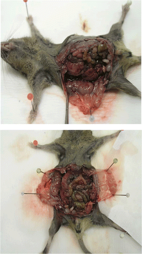 Figure 1. Peritoneal carcinomatosis in CBA mice. Mice were injected intraperitoneally with 5 × 103 mammary carcinoma (MCa) cells.