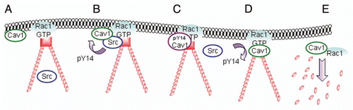 Figure 4 Model for the translocation, phosphorylation and dissociation of Cav1 at FAs. (A) Active Rac1 promotes the formation of FAs and promotes the recruitment of Cav1 to the cellular periphery. (B and C) subsequent association of Cav1-positive vesicles with Src on endosomes drives the phosphorylation of Cav1 and the accumulation of pY14Cav1 at FAs. (D and E) A FA-associated tyrosine phosphatase dephosphorylates Cav1 which stimulates the internalization of Cav1 and associated FA-components. This is concomittant with FA turnover which is required for efficient cell migration.