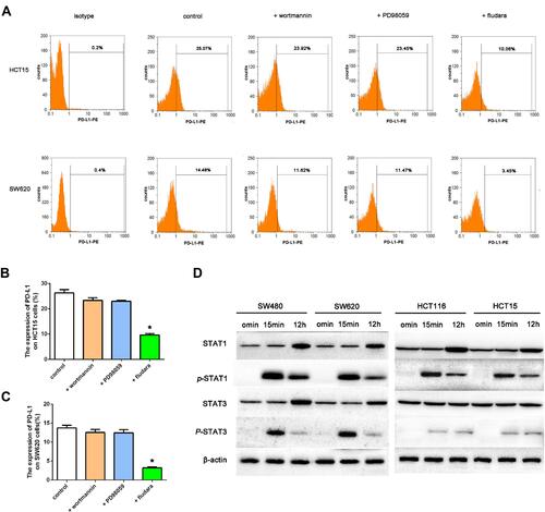 Figure 2 Effects of IFNγ and kinase inhibitors on PD-L1 expression in the MSI and MSS cell lines. (A–C) PD-L1 expression was measured by flow cytometry in HCT15 (the upper line) and SW620 (the lower line) cell lines 12 h after treatment with 100 IU/mL IFNγ, with 1 μmol/L wortmannin (AKT inhibitor), 50 μmol/L PD98059 (ERK1/2 inhibitor), or 50 μmol/L fludara (STAT1 inhibitor). DMSO was used as a vehicle and negative control (*P < 0.05 vs cells treated with IFNγ and DMSO). (D) Expression levels of STAT1, p-STAT1, STAT3 and p-STAT3 in MSI cell lines (HCT116 and HCT15) as well as MSS cell lines (SW480 and SW620) with 100 IU/mL IFNγ for 15 min and 12 h, respectively.