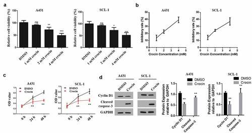 Figure 2. Crocin suppresses the proliferation of cSCC cells and induces their apoptosis. (a) MTT assay to evaluate cell viability. (b) Inhibition rate curve used for the determination of IC50 of crocin on the proliferation of A431 and SCL-1 cells treated with 1, 2 and 4 mM crocin for 48 h. (c) MTT assay to examine cell proliferation. (d) Western blots for cyclin D1 and cleaved caspase-3 expression. NS, non-significant, *P < 0.05, **P < 0.01, ***P < 0.001 versus the control group