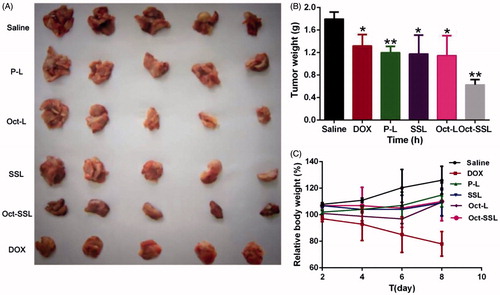 Figure 6. In vivo antitumor effects of different liposomes on hepatoma xenograft tumor-bearing mice. (A) The representative images of the xenograft tumors collected from the mice after treatment with different liposome. (B) The weight of tumor and(C) and changes of body weight of mice after treated with different formulations for a total four doses. Results were expressed as the mean ± SD (n = 5). *p < 0.05, **p < 0.01.