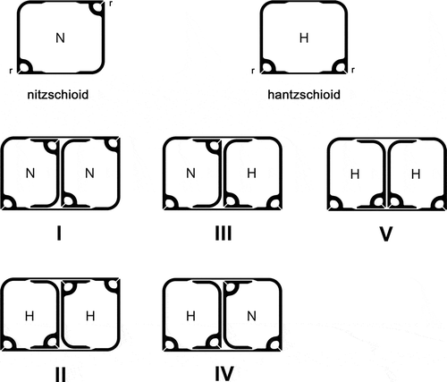 Fig. 1. Diagrammatic cross sections through nitzschioid (N) and hantzschioid (H) cells, showing the positions of the raphe systems (r), which are subtended by bridges of silica (the fibulae); and the five types of division (I–V) known in Bacillariaceae. In all the diagrams, the epitheca is to the left; thus, although types III and IV have the same outcome (H → N + H), they are not exactly equivalent.