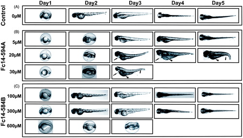 Figure 4. Effects of dithiocarbamates Fc14–594 A and Fc14–584B on developing embryos. Developmental images of 1–5 dpf embryos exposed to different concentrations of Fc14–594 A and Fc14–584B β-CA inhibitor compounds. (A) Row shows the images of control group embryos (not treated with inhibitors) with normal embryonic development. (B) Row shows the images of zebrafish embryos exposed to Fc14–594 A. The embryos exposed to 20 μM concentration of Fc14–594 A showed short and curved body structure with mild edema (arrows), curved tail (bullet), and unutilized yolk sac (arrow head) and the embryos exposed to 30 μM Fc14–594 A did not survive beyond 3 dpf. (C) Row shows the images of embryos exposed to Fc14–584B. The embryos exposed to concentrations up to 300 μM of Fc14–584B generally had a normal embryonic development with no significant phenotypic defects. The embryos exposed to 600 μM of Fc14–584B did not survive beyond 3 dpf.