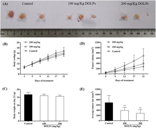 Figure 6. Effects of DOLPs on inhibition of Hela cervical cancer growth and induction of apoptosis. (A) Tumours at the end of the study; (B) Body weight of Hela tumour-bearing mice; (C) Tumour volume of Hela tumour-bearing mice; (D) Average body weight at the end of the study; (E) Average tumour sizes at the end of the study. * p < 0.05, **p < 0.01.