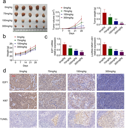 Figure 6. AcRoots suppressed in vivo hypopharyngeal carcinoma growth.