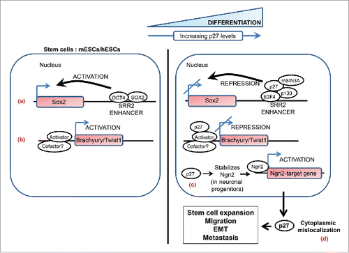 Figure 3. A simplified schematic highlighting the non-canonical roles of p27 in stem-cell biology and metastasis. Nuclear p27 regulates differentiation in various cell types. p27 levels are low in mouse and human embryonic stem cells (mESCs and hESCs) and it markedly increases as these cells are induced to differentiate. (a) p27 contributes to transcriptional repression of SOX2, a pluripotency gene, during differentiation of pluripotent cells and in differentiated cells by associating with the SOX2-SRR2 enhancer together with the repressive complex p130-E2F4-SIN3A. (b) In differentiating pluripotent cells p27 associates with Brachyury and Twist1 promoters to repress the transcription of these genes; the identity of the repressor complex that p27 associates with on these promoters remains to be defined. (c) Neurogenin2 (Ngn2) is a proneural basic helix-loop-helix transcription factor that plays a central role in the neuronal differentiation of cortical progenitors. p27 plays a key role in this process by stabilizing the neurogenin2 protein in a CDK-independent manner. (d) Cytoplasmic p27 contributes to tumorigenesis and metastasis by exerting influence on various processes such as expansion of the stem cell pool, cell migration and invasion, and epithelial-mesenchymal transition (see text for details).