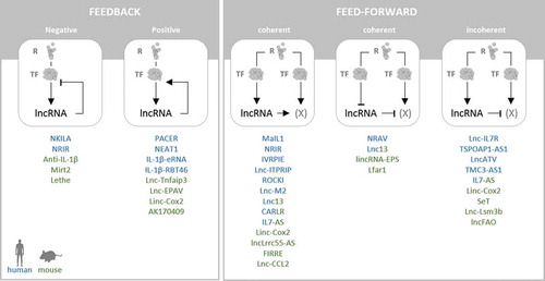 Figure 3. LncRNA-based feedback and feed-forward mechanisms in PRR-triggered immunity. LncRNAs can provide positive or negative feedback to their upstream PRR-, cytokine- or interferon-signalling pathways (left). Feed-forward control promotes, sensitizes or re-shapes receptor triggered immune-signalling programmes. In this context, lncRNA have been implicated in coherent (elevated positive-regulator or down-regulated repressor) and incoherent (induced repressor) feed-forward control (right). Murine lncRNAs shown in green, human lncRNAs in blue