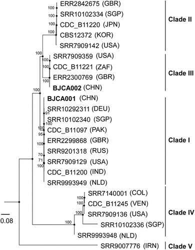 Figure 1. Phylogenic analysis of two strains isolated from Beijing, China and representative isolates of major clades of C. auris. The two strains (BJCA001 and BJCA002) isolated from Beijing are highlighted in bold. The phylogenic tree was generated using the program RAxML v7.3.2 with 381,150 SNPs. The generalized time-reversible (GTR) model, a Gamma distribution, and 1000 bootstraps were used to construct the support of the phylogenetic relationships. Countries from which the isolates originated are indicated in brackets. CHN, China; USA, United States of America; GBR, United Kingdom; JPN, Japan; KOR, Korea (South); SGP, Singapore; ZAF, South Africa; DEU, Germany; PAK, Pakistan; IND, India; RUS, Russia; NLD, Netherlands; IRN, Iran; COL, Colombia; VEN, Venezuela. The scale bar represents the expected number of substitutions per nucleotide position