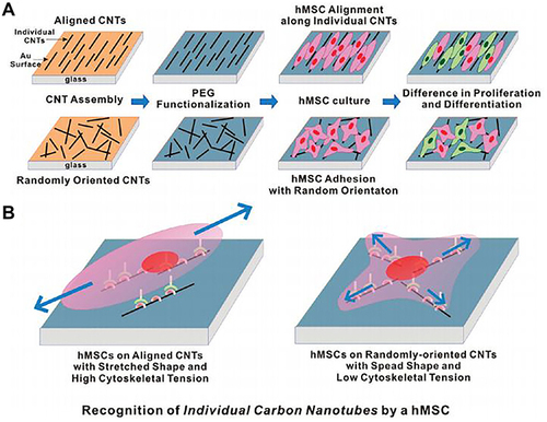 Figure 36 By controlling the arrangement of carbon nanotubes, hMSCs can grow and differentiate in the carbon nanotube network. (A) Schematic diagram showing the experimental procedure. (B) Plausible model to explain the hMSC responses to the aligned and the randomly oriented CNT networks.