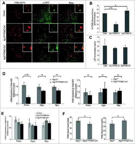 Figure 4. Atg12 deletion in POMC neurons impairs LEP sensitivity and Pomc expression in HFD-fed mice. (A) Control, Atg12ckoPomc-Cre+ mice and Atg5ckoPomc-Cre+ mice were fed a HFD for 2 wk and treated with LEP (3 mg/kg i.p. in PBS) for 45 min. LEP-induced STAT3 phosphorylation in POMC neurons was analyzed by immunofluorescence using anti-phospho-STAT3 (Tyr705) (red, pSTAT3) and anti-POMC/ACTH (green) to detect POMC neurons. Bar = 100 μm. (B) Percentage of POMC neurons positive for pSTAT3 was quantified from the indicated cohorts (n=4 for each genotype). (C) Blood LEP levels in the indicated mice (n=4 for each genotype) following 2 wk HFD (D) mRNA expression of Pomc, Agrp and Npy in the hypothalamus of Atg12+/+ (n=4 ), Atg12ckoPomc-Cre+ (n=4 ) and Atg5+/+ (n=5 ), and Atg5ckoPomc-Cre+ mice (n=6 ) fed HFD for 10 wk. (E) mRNA expression of Pomc, Agrp and Npy in the hypothalamus of mice fed HFD for 2 wk (n=4 for each genotype). (F) Quantification of POMC neurons in Atg12+/+ (n=5 ), Atg12ckoPomc-Cre+ (n=5 ) and Atg5+/+ (n=5 ) and Atg5ckoPomc-Cre+ mice (n=5 ). Mice fed HFD for 10 wk were analyzed. n.s., nonsignificant. Data represent the means ± SEM.