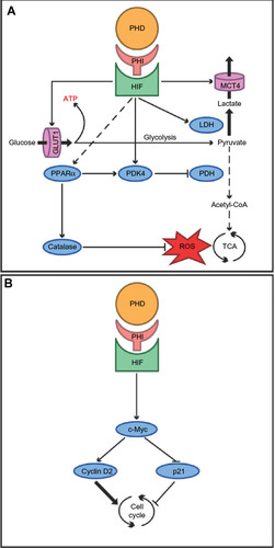 Figure 1 The putative effects of prolyl hydroxylase domain-containing enzyme inhibitors (PHI) in the liver.