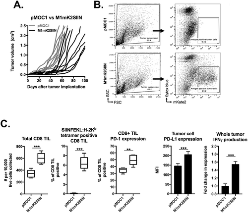 Figure 6. M1mK2SIIN tumors engraft but escape anti-tumor immunity despite persistent antigen expression.A, M1mK2SIIN or pMOC1 cells (5x106) were implanted subcutaneously in the flanks of WT B6 mice, and tumors were allowed to engraft and grow; plotted are individual tumor growth curves.B, established M1mK2SIIN or pMOC1 tumors were harvested, digested into a single cell suspension, and assayed for mKate2 positivity via flow cytometry. Dead cells were excluded via sytox blue staining.C, total infiltrating CD45.2+CD3+CD8+ TIL, PD-1 expression on CD8+ TIL, SIINFEKL:H-2Kb tetramer positivity and PD-L1 expression on CD45.2−CD31− cells was assessed in digested M1mK2SIIN and pMOC1 tumors via flow cytometry; total tumor IFNγ expression was determined via qRT-PCR of whole tumor lysate. Data pooled from two independent experiments.