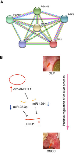 Figure 5 An ENO1 associated PPI network generated using the STRING database (A) and the hypothesis schematic diagram of the circ-AMOTL1/miR-22-3p/miR-1294/ENO1 ceRNA network during OSCC tumorigenesis (B).