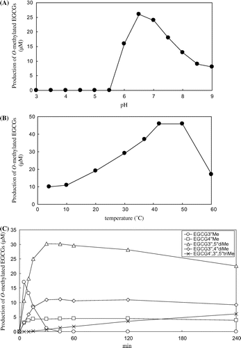 Fig. 4. Optimal pH (A) and temperature (B) of Fv-OMT. The activity of the enzyme was indexed according to the production of O-methylated EGCGs.Notes: Time-dependent changes in the production of O-methylated EGCGs (C). EGCG3″Me (-○-), EGCG4″Me (-□-), EGCG3″,5″diMe (-△-), EGCG3″,4″diMe (-♢-), and EGCG4′,3″,5″triMe (-×-) were analyzed 0–240 min after the enzymatic reaction of Fv-OMT by HPLC.