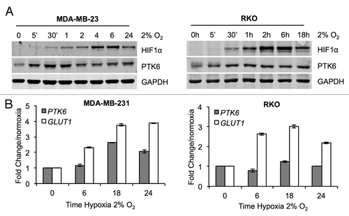 Figure 1. Hypoxia induces the rapid stabilization of PTK6. (A) RKO colorectal and MDA-MB-231 breast cancer cells were exposed to hypoxia (2% O2) for the periods indicated. Cells were lysed and PTK6 and HIF-1α levels were determined by western blotting. (B) RKO and MDA-MB-231 cells were exposed to hypoxia (2% O2) for the periods indicated. PTK6 and GLUT-1 expression levels were determined by qRT-PCR.