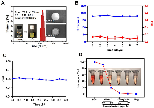 Figure 2 Characterization of GBA2/NPs. (A) Particle size distribution and zeta potential by DLS, and morphology image by TEM and SEM. (B) Storage stability of GBA2/NPs at 4 °C for 7 days. (C) The serum stability of GBA2/NPs during 4 h incubation with 10% FBS at 37 °C. (D) Hemolysis assay at different concentrations of GBA or GAB2/NPs. PBS and purified water were employed as negative and positive controls, respectively.