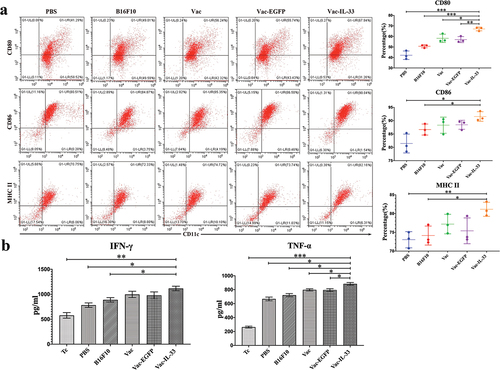 Figure 1. MSC vaccine improves the expression of marker of mature DCs and levels of IFN-γ and TNF-α. (a) Bone marrow-derived DCs from C57/BL6 mice were treated with different groups for 4d. The expression of CD80, CD86 and MHC II is detected by flow cytometry. (b) Different groups were pretreated with DCs for 4d, and then co-cultured with spleen cells for 6d. The secretion of IFN-γ and TNF-α in supernatant was determined by ELISA. (n = 3; *P  < .05，**P  < .01，***P  < .001).